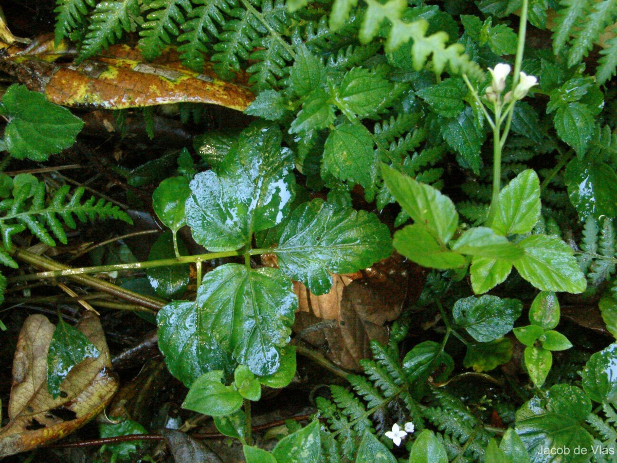 Cardamine africana L.